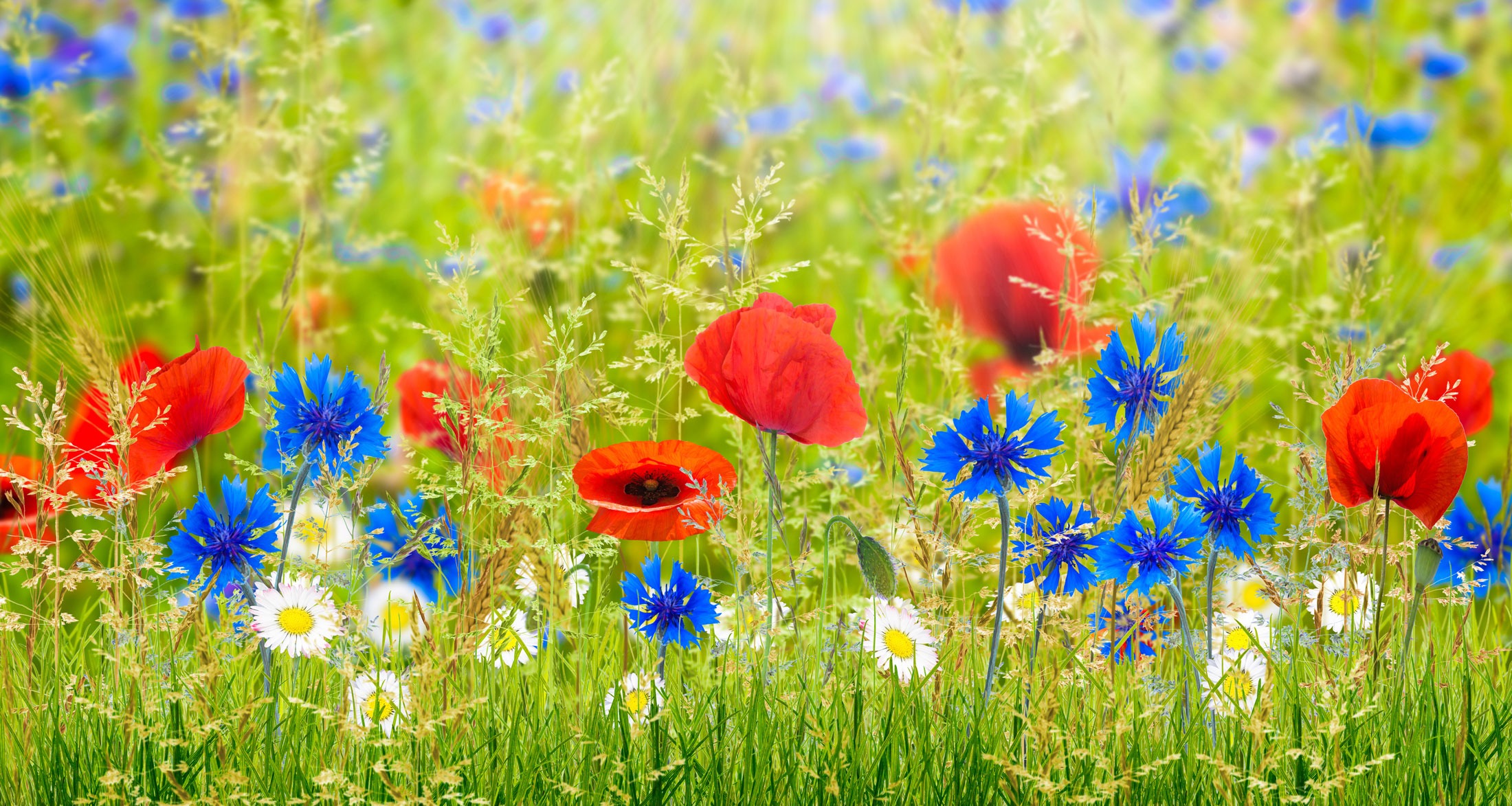Mehr über den Artikel erfahren Den blomstertid nu kommer